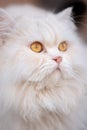 cream-colored furr, orange eyes cat