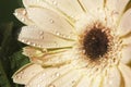 Cream colored gerbera daisy flower with water droplets on the petals Royalty Free Stock Photo