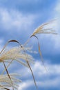 Cream colored grasses in the wind, isolated against a blue sky with white clouds, selective focus Royalty Free Stock Photo