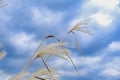 Cream colored grasses in the wind, isolated against a blue sky with white clouds, selective focus Royalty Free Stock Photo