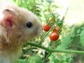 Cream-colored hamster looking at cherry tomatoes in the garden