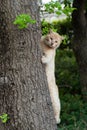 Cream colored orange and white street cat climbs a tree to escape the danger of a passing dog