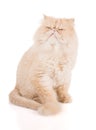 Cream-colored persian cat with a perturbed views of the face. Royalty Free Stock Photo