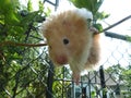 Cream-colored pet hamster climbing a bush branch