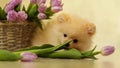 A small fluffy dog,a pomeranian puppy,nibbles tulips ,at home on the floor