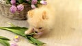 A small fluffy dog,a pomeranian puppy,nibbles tulips ,at home on the floor