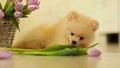 A small fluffy dog,a pomeranian puppy,nibbles tulips ,at home on the floor