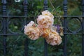 Cream-colored roses burst through a dark gray metal fence. Berlin, Germany