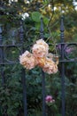 Cream-colored roses burst through a dark gray metal fence. Berlin, Germany