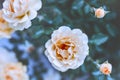 Cream colored roses, soft blur floral artistic background