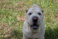 Cream-colored shar-pei puppy close up.