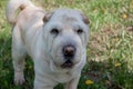 Cream-colored shar-pei puppy iclose up.