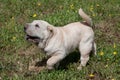 Cream-colored shar-pei puppy is playing on a green meadow.