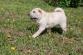 Cream-colored shar-pei puppy is playing on a green meadow.