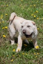 Cream-colored shar-pei puppy is playing on a green meadow.