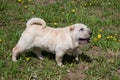 Cream-colored shar-pei puppy is standing on a spring meadow.