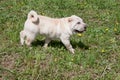 Cream-colored shar-pei puppy is walking on a green meadow.