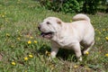 Cream-colored shar-pei puppy is walking on a green meadow.