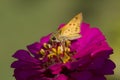 Cream Colored Zinnia Blossom and Fiery Skipper Butterfly