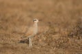 Cream coloured Courser