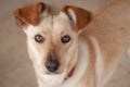 Cream coloured dog facing camera with brown floppy ears