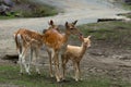 Cream coloured fallow deer fawn with two normal larger female whitetails standing