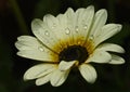 Cream coloured flower with water droplets on the petals