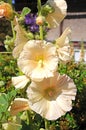 Cream coloured Hollyhocks.