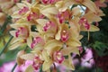 Cream-coloured Orchid
