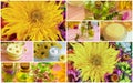 Cream cosmetic, wild flowers plant , bouquet of autumn flowers collage Royalty Free Stock Photo