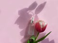 Cream cosmetics flower aroma tulip on colored background Royalty Free Stock Photo