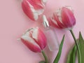 Cream cosmetics flower tulip on colored background Royalty Free Stock Photo