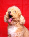 Cream creamy female poodle dog photo shoot session on studio with red color background and happy expression