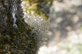 Cream cup lichen lat. Cladonia portentosa