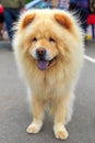Cream dog Chow-Chow breed Royalty Free Stock Photo