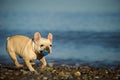 Cream French Bulldog playing with toy Royalty Free Stock Photo