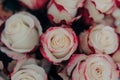 Cream and Fuschia Roses