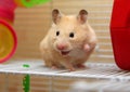 Cream hamster Royalty Free Stock Photo