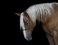 horse with a long white mane stands on a black background Royalty Free Stock Photo