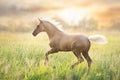 Palomino foal in motion