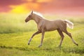 Palomino foal run at sunrise