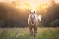 Palomino horse on pasture Royalty Free Stock Photo