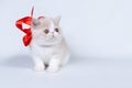 Cream kitten breed exotic Shorthair with a red bow on a gray background Royalty Free Stock Photo