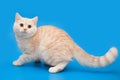 Cream kitten with a long tail on a blue background.