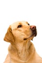 Cream labrador retriever Royalty Free Stock Photo