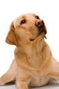 Cream labrador retriever Royalty Free Stock Photo