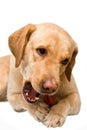 Cream labrador retriever Royalty Free Stock Photo