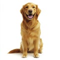 Cream Labrador Retriever in front of a white background Royalty Free Stock Photo