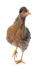 Cream legbar chicken Royalty Free Stock Photo