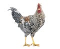 Cream legbar chicken Royalty Free Stock Photo